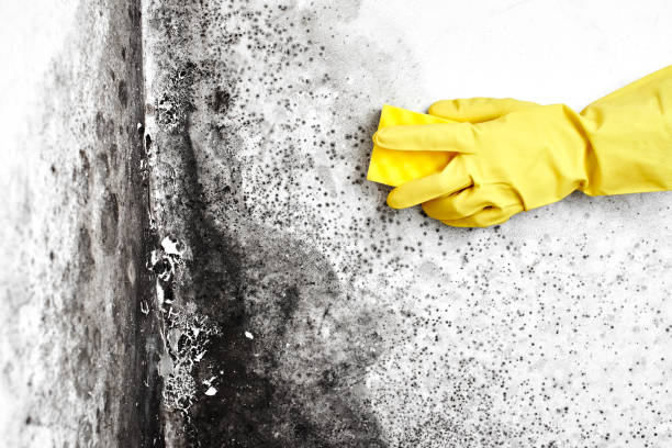Best Best Mold Removal Companies  in Marshall, MO
