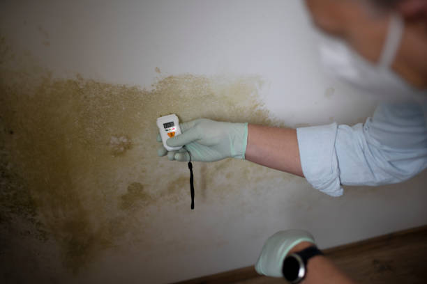 Best Affordable Mold Removal  in Marshall, MO