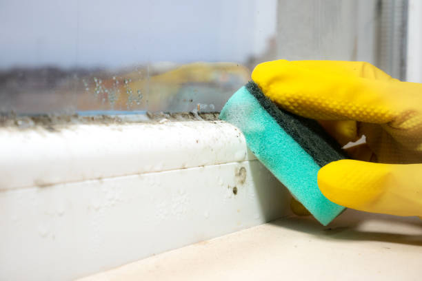Best Mold Damage Repair  in Marshall, MO