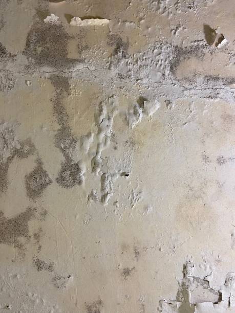 Marshall, MO Mold Removal Company