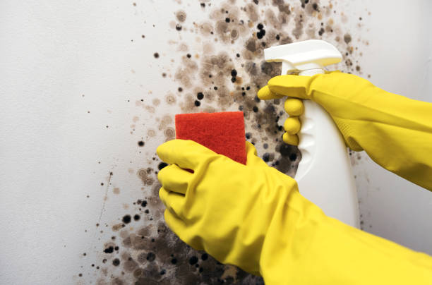 Best Water Damage Restoration  in Marshall, MO